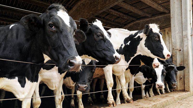 Bruselas autoriza los acuerdos voluntarios en el sector lácteo para reducir la producción con objeto de subir el precio
