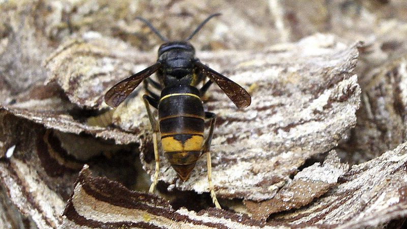 La avispa asiática, una invasión a un ritmo de 50 kilómetros al año