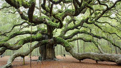 Música y pensamiento - Francis Bacon - 13/04/16 - escuchar ahora