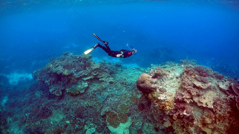 La Gran Barrera australiana podría perder un 25% de sus arrecifes en 40 años debido al calentamiento