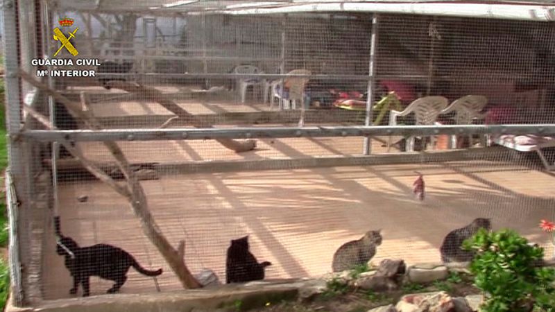 Detienen en Málaga a los responsables de una protectora que sacrificaba animales sin criterio clínico