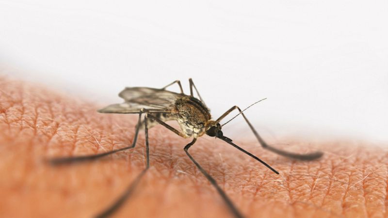El paludismo causa más de un millón de muertes al año