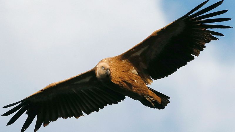 Piden que se retire un medicamento veterinario que podría haber matado ya a 6.000 buitres leonados