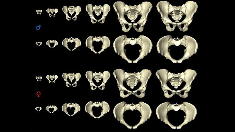 La pelvis femenina cambia con los años para facilitar el parto