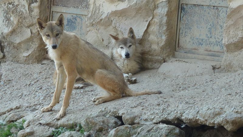 Alertan de la alta mortalidad del lobo del Himalaya, declarado en peligro crítico