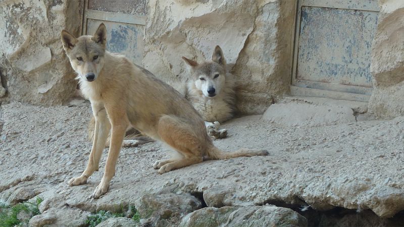Alertan de la alta mortalidad del lobo del Himalaya, declarado en peligro crítico
