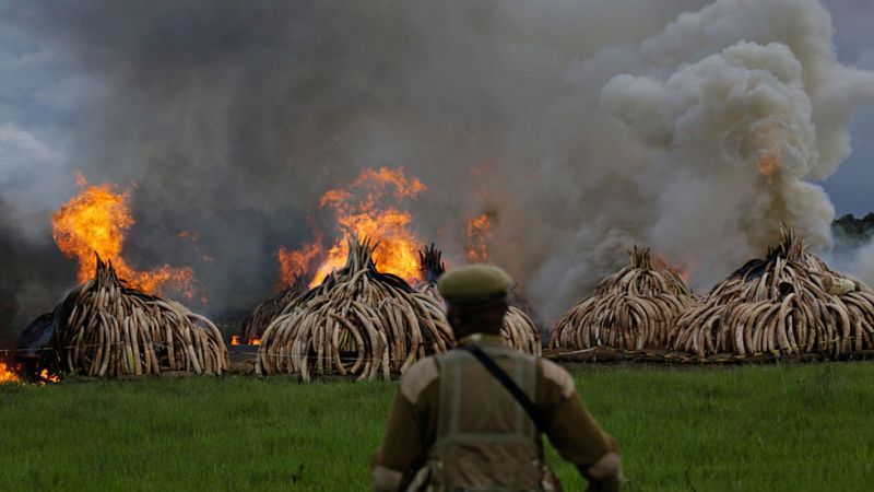 Kenia quema 105 toneladas de marfil para luchar contra la caza ilegal de elefantes