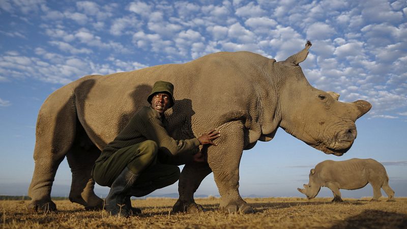 El rinoceronte blanco del norte depende de células madre para evitar su extinción
