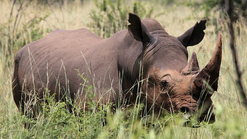 Desciende en un 26% el número de rinocerontes abatidos por cazadores furtivos en Sudáfrica