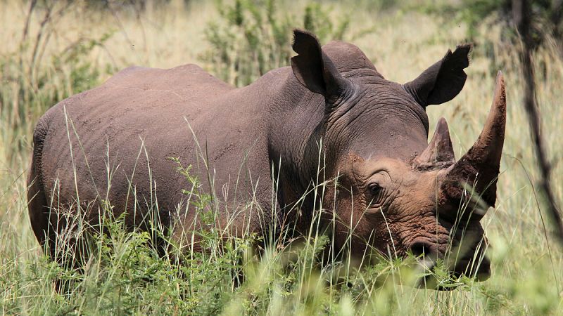 Desciende en un 26% el número de rinocerontes abatidos por cazadores furtivos en Sudáfrica