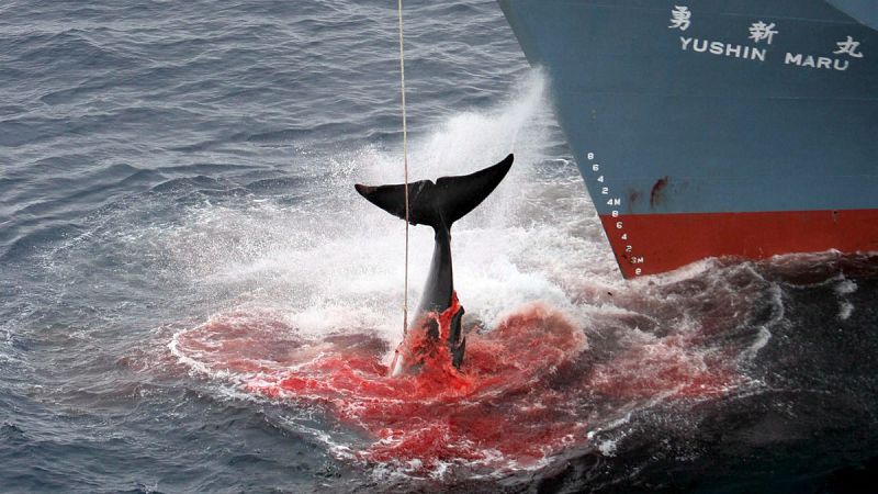 Japón prosigue con su caza de ballenas "con fines científicos"