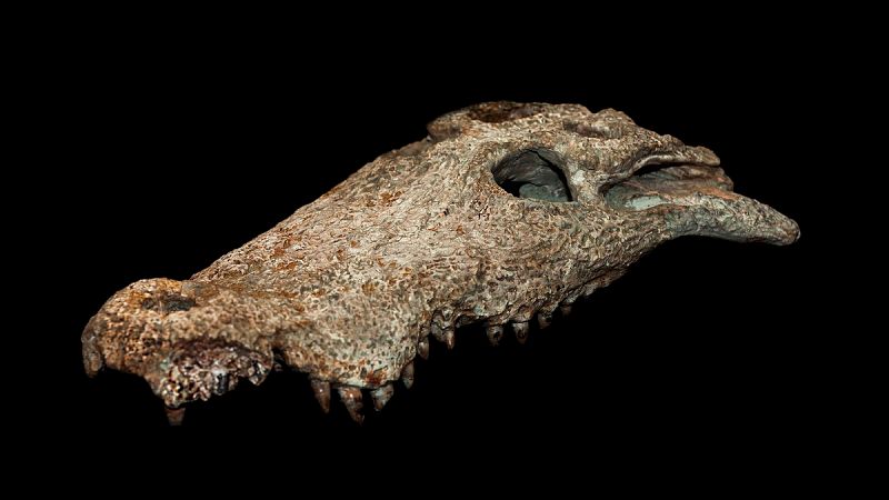 Los restos fósiles de un nuevo cocodrilo prehistórico aparecen en Cuenca
