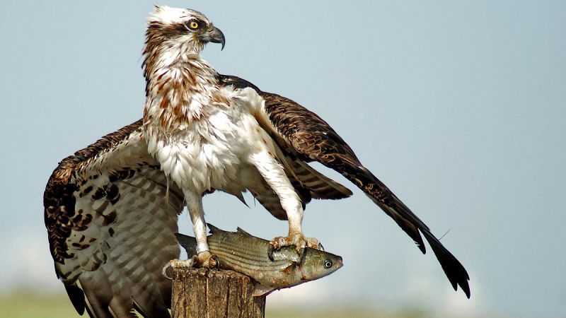 Las águilas pescadoras se instalan en las rías y estuarios cantábricos