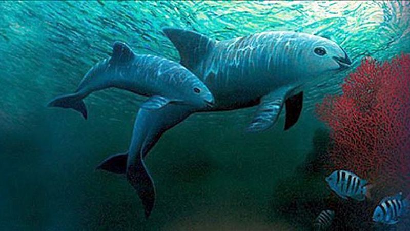 El cetáceo más pequeño del mundo, en serio peligro de extinción