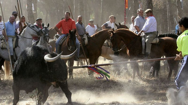 La Junta de Castilla y León prohíbe que se mate al Toro de la Vega