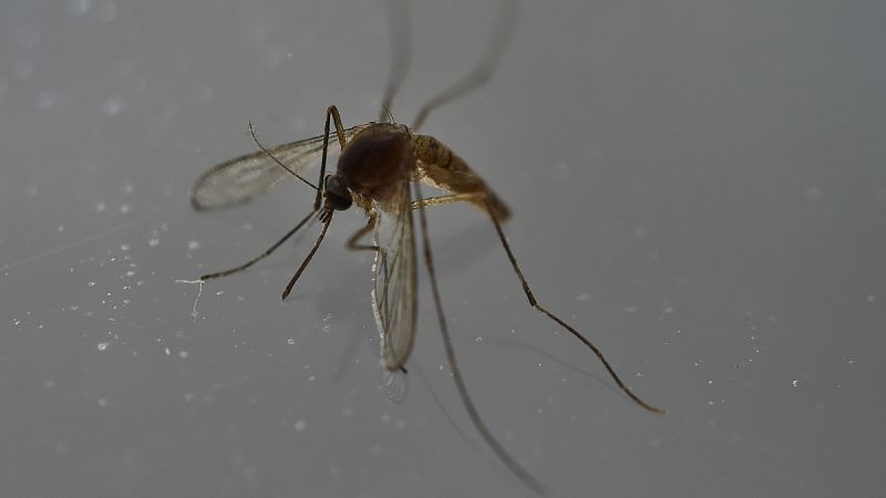 Francia registra su primera víctima mortal a causa del Zika