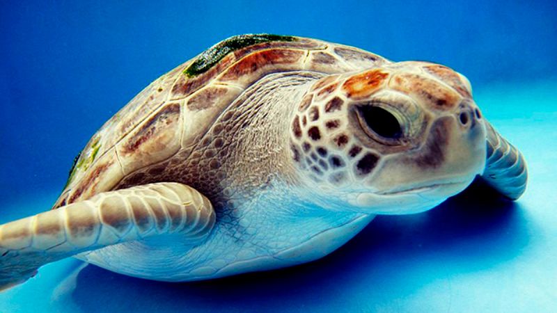 Pesqueros y construcción abusiva amenazan a las tortugas en el Mediterráneo