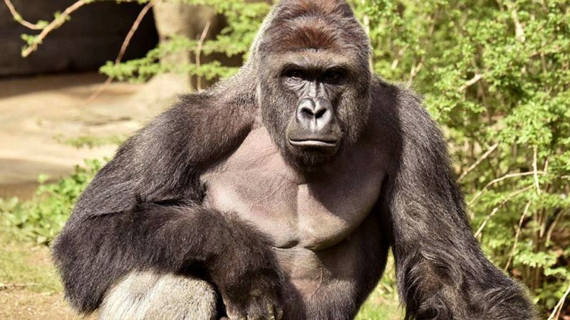 El zoo de Cincinnati defiende su decisión de ejecutar al gorila Harambe para salvar al niño que cayó en su foso