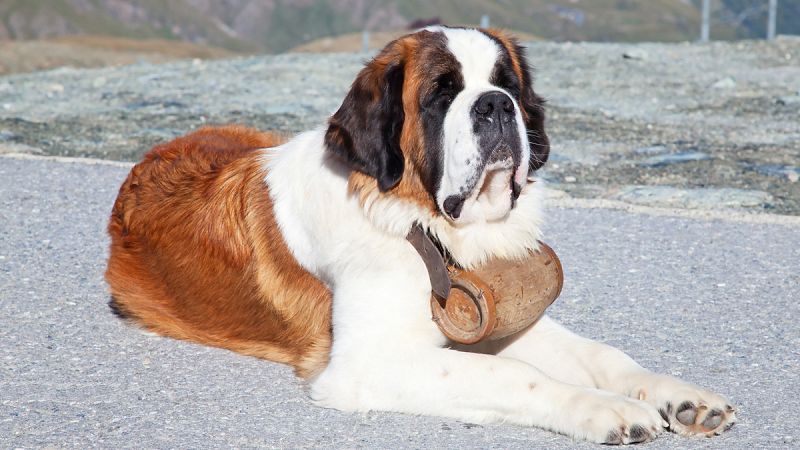 Los perros fueron domesticados en Asia y Europa de forma independiente