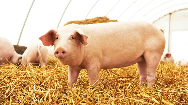 Científicos estadounidenses buscan crear órganos humanos en cerdos