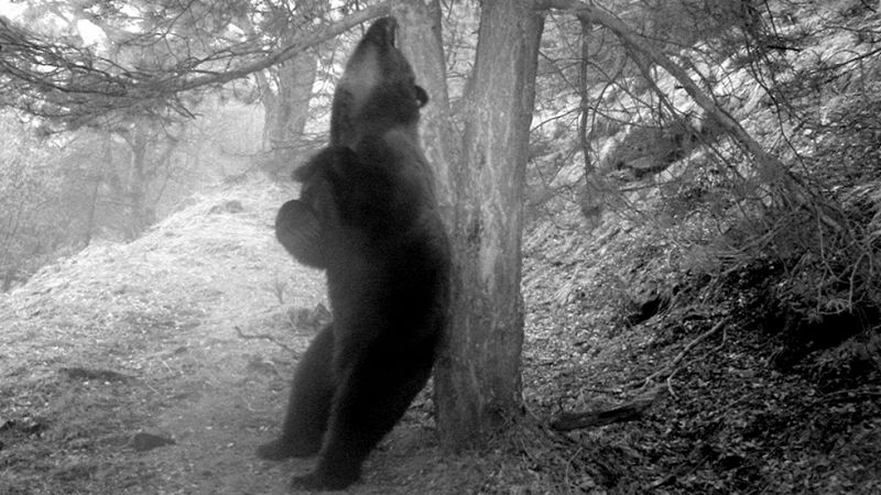 Liberan un oso pardo esloveno en el Pirineo para romper el monopolio reproductor de Pyros
