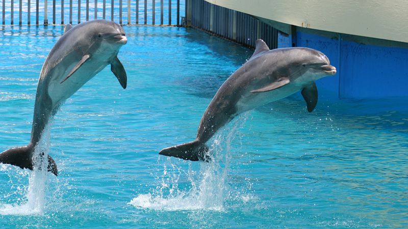 El Acuario de Baltimore creará el primer santuario de delfines en Estados Unidos