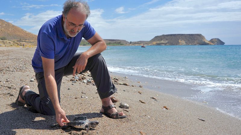 Liberan 12 tortugas boba en una playa de Almería