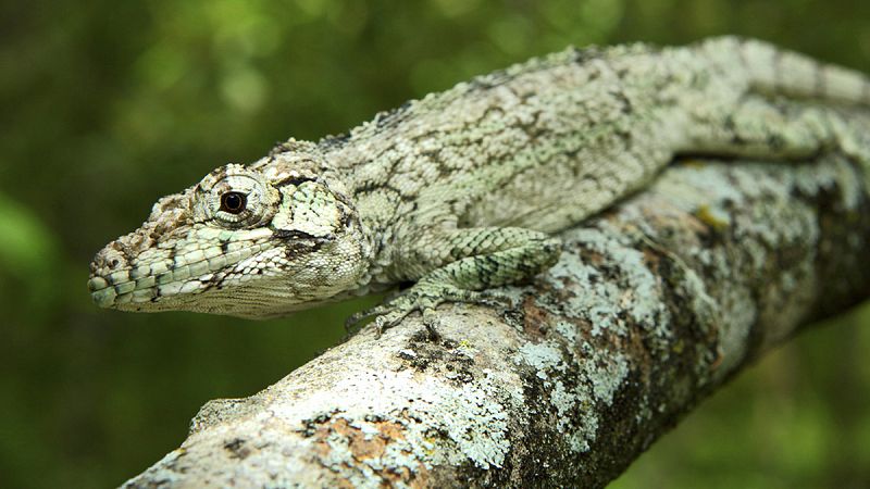 Descubren una nueva especie de lagarto en República Dominicana