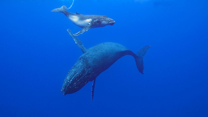 Un "santuario" de ballenas en Lanzarote y Fuerteventura