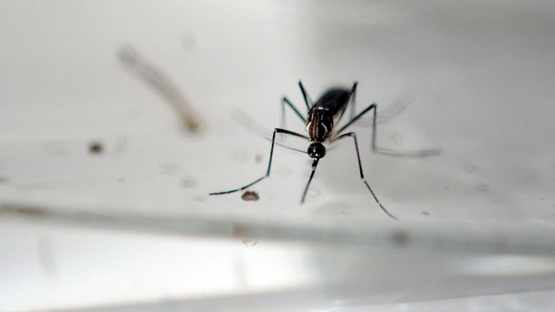 Descubren que anticuerpos eficaces para combatir el dengue también pueden actuar contra el zika