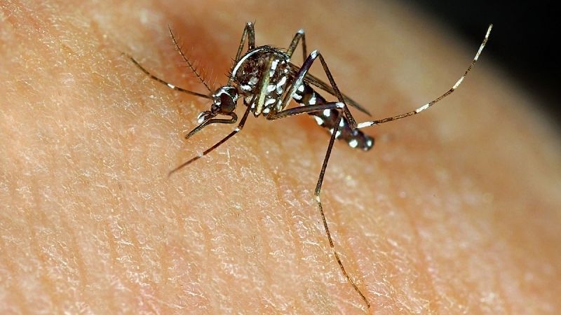 La Comunidad de Madrid instala trampas para evitar la expansión del mosquito tigre