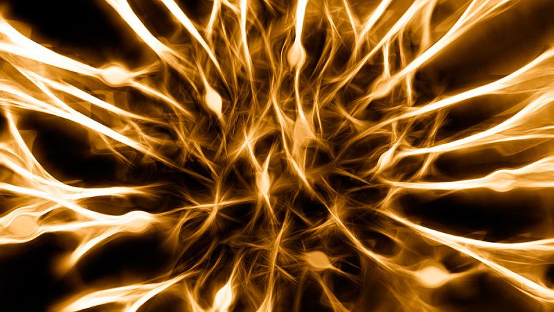 Demuestran que una neurona se puede hacer con distintos patrones genéticos