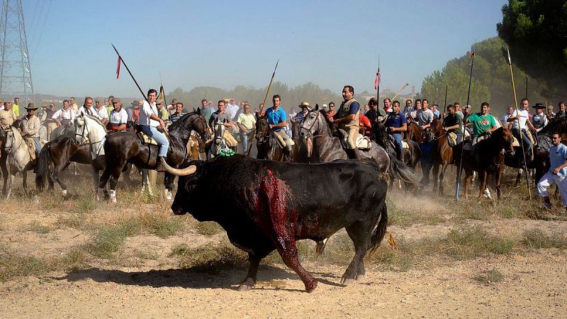 La Junta de Castilla y León deniega al Ayuntamiento de Tordesillas celebrar el Toro de la Vega