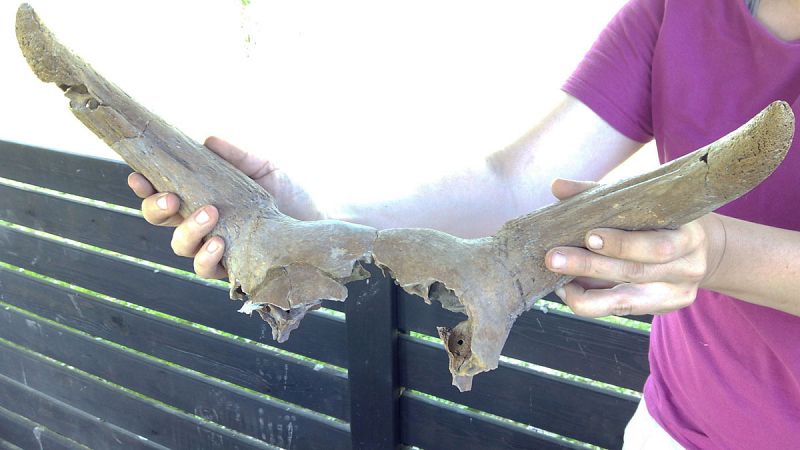 Descubren en el yacimiento neolítico de La Draga dos joyas y seis cráneos de animales