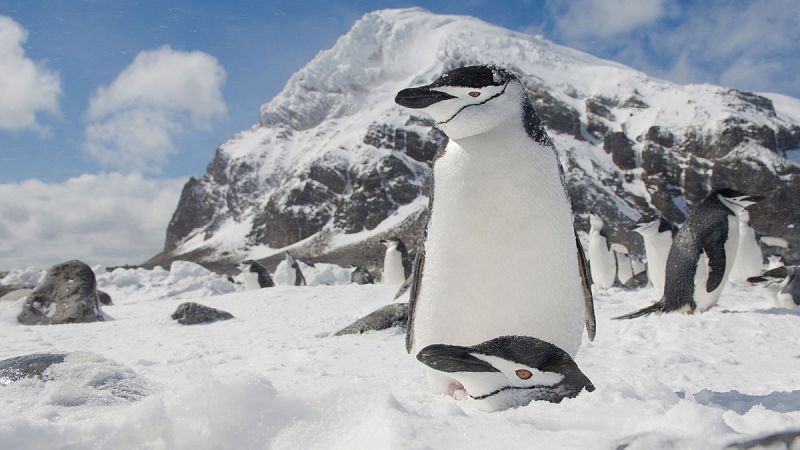 Un millón de pingüinos, amenazados por la erupción de un volcán