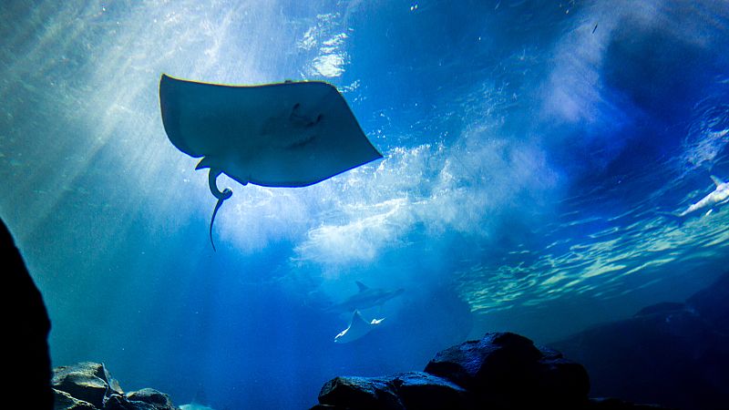 Un robot de oro en forma de pez raya abre una nueva puerta a la ingeniería médica