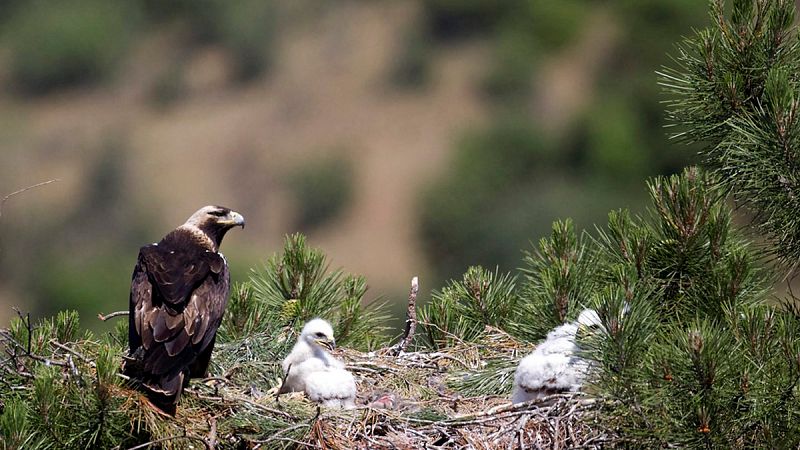 El águila imperial ibérica se recupera en Doñana con cifras de principios de los 90