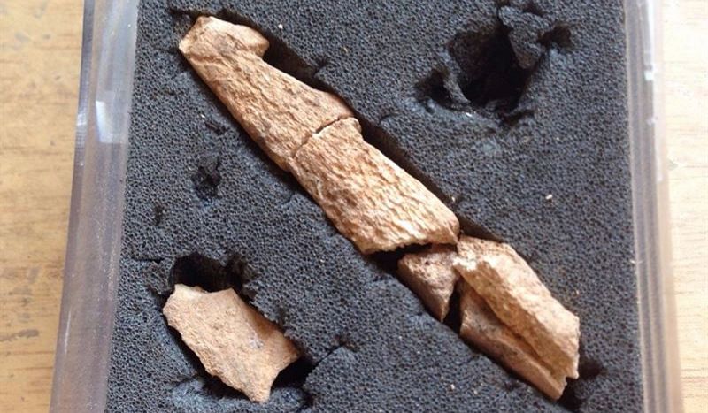 Hallan en Lleida dos arpones de pesca de hace 15.000 años