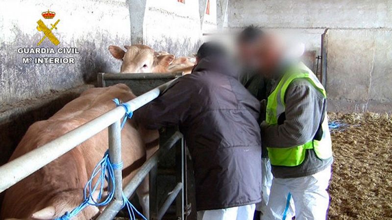 Un total de 14 detenidos por engorde ilegal de ganado en Zaragoza, Huesca y Lleida