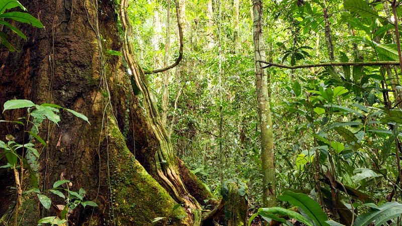 Se necesitarán al menos otros 300 años para descubrir todos los árboles de la Amazonia