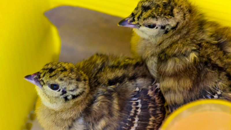Nacen nueve ejemplares de urogallo cantábrico en cautividad en Asturias