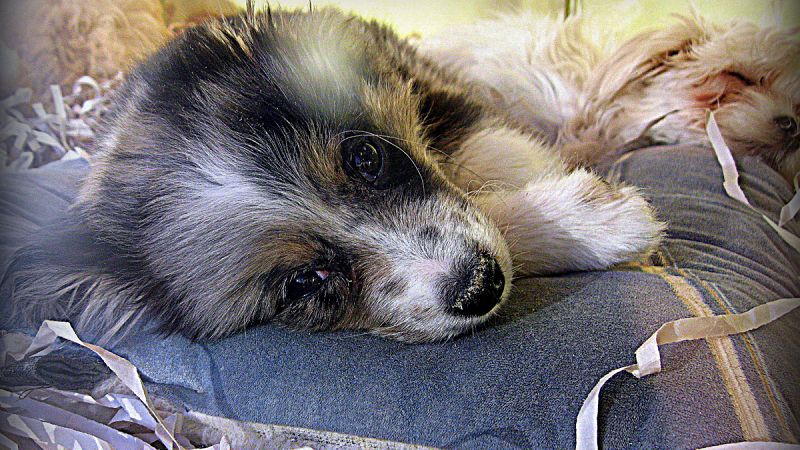 Madrid condiciona por ley la venta física de perros y gatos en tiendas