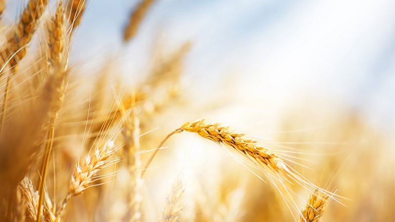 La agricultura no surgió en un solo grupo humano