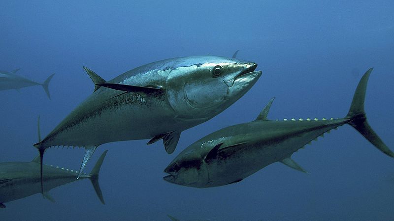 El Ministerio prohíbe la pesca deportiva y recreativa del atún rojo
