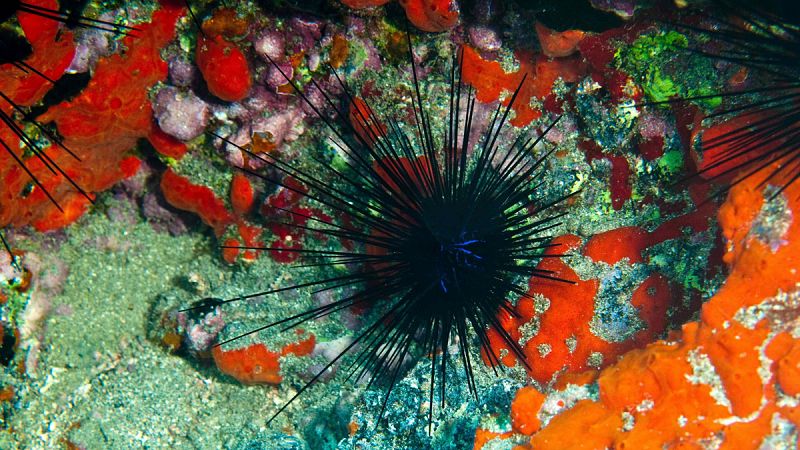 La Concepción, la "novena isla" de Canarias que se tragó el mar