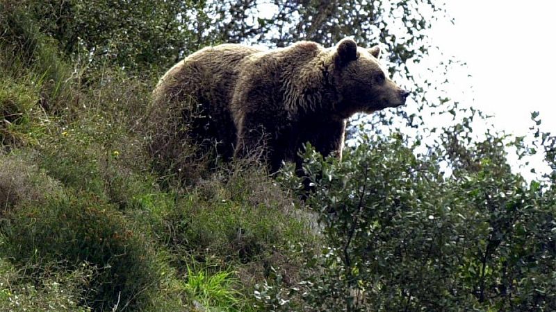 La Cordillera Cantábrica consolida su población de osos