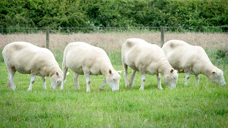Los clones de la oveja Dolly envejecen de manera saludable