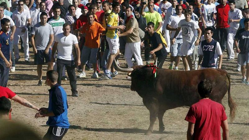 Tordesillas sustituye el Toro de la Vega por el nuevo espectáculo sin lidia ni muerte denominado Toro de la Peña