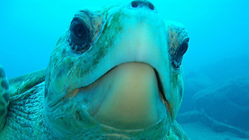 Las Islas Canarias, "guardería" de las tortugas bobas procedentes del Caribe mexicano