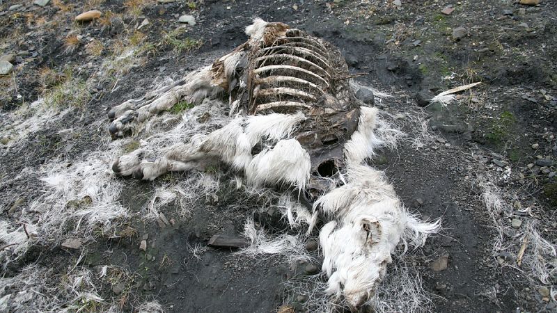 El cadáver infectado de un reno muerto hace 75 años provoca un brote mortal de ántrax en Siberia